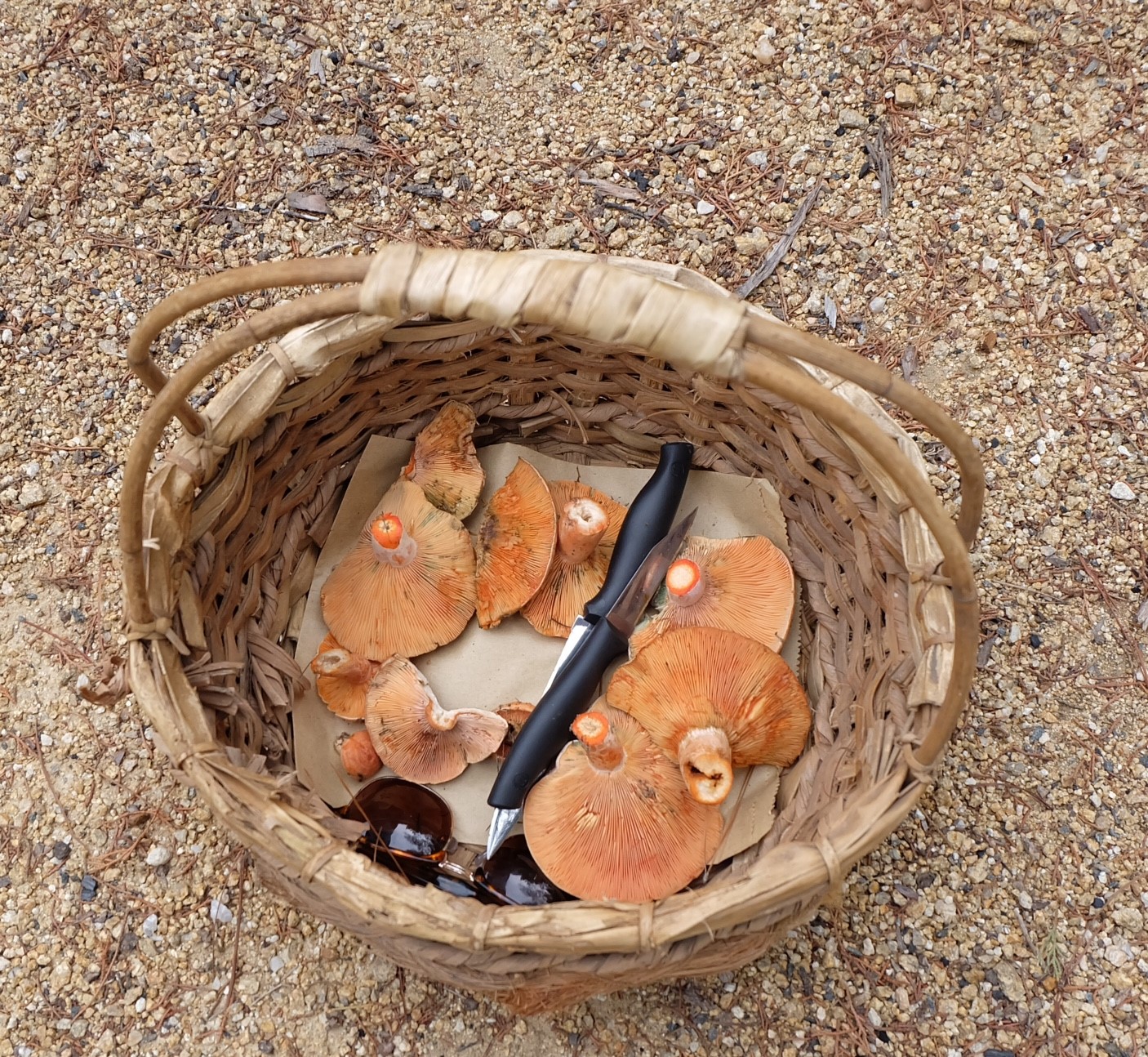 basket-of-foraged-wild-mushrooms