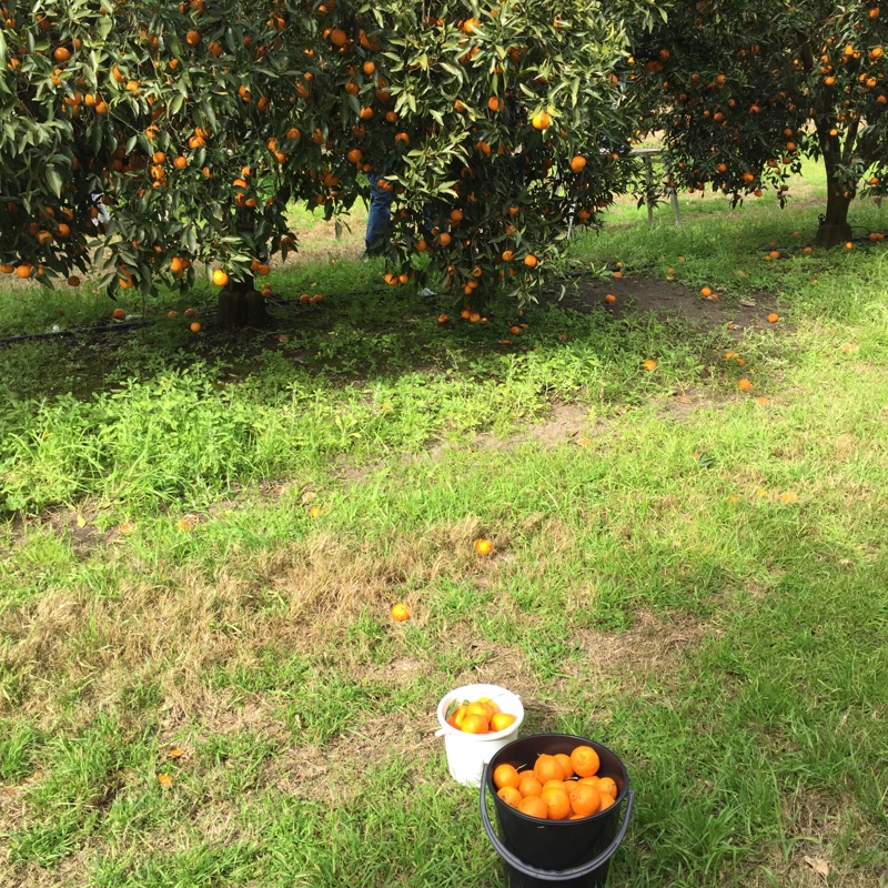 orange fruit picking