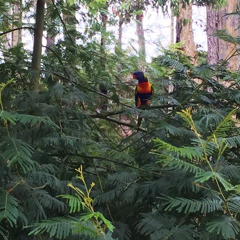 parrot on tree