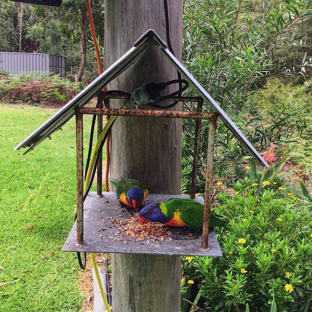 parrots bird feed